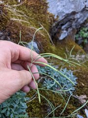 Boechera breweri shastaensis