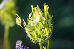 Cordylanthus rigidus setigerus