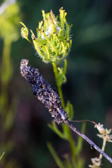 Cordylanthus rigidus setigerus