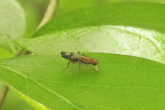 Opomyzoidea