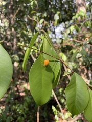 Eugenia pseudopsidium