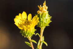 Grindelia hallii