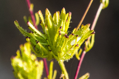 Cordylanthus rigidus setigerus