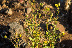 Grindelia hallii