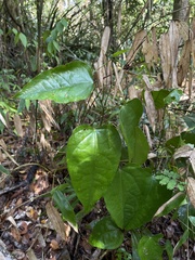 Neorudolphia volubilis