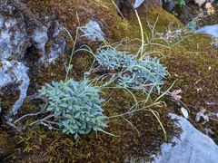 Boechera breweri shastaensis