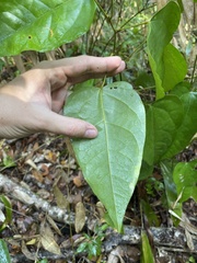 Neorudolphia volubilis