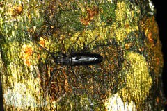 Nadezhdiella cantori