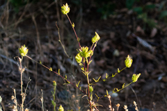 Cordylanthus rigidus setigerus