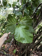 Coccoloba rugosa