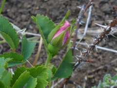 Rosa spithamea