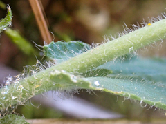 Boechera breweri shastaensis