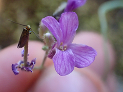 Boechera breweri shastaensis