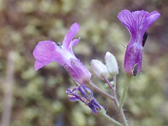 Boechera breweri shastaensis