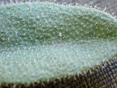 Boechera breweri shastaensis