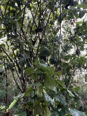 Coccoloba rugosa