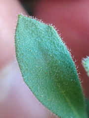 Boechera breweri shastaensis