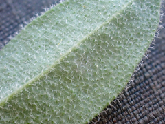 Boechera breweri shastaensis