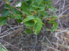 Rosa spithamea