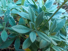 Boechera breweri shastaensis