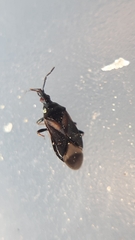 Temnostethus