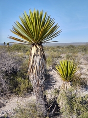 Yucca carnerosana