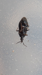 Temnostethus