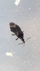 Temnostethus