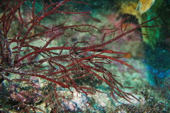 Stigmatopora harastii