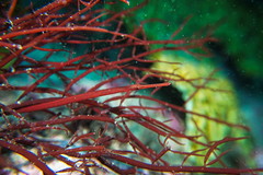 Stigmatopora harastii