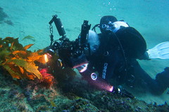 Stigmatopora harastii