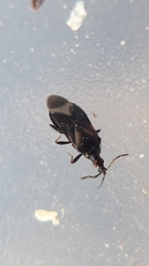 Temnostethus