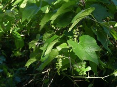 Vitis berlandieri