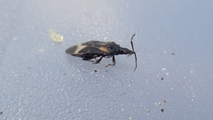 Temnostethus