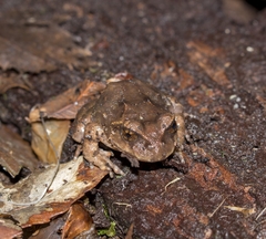 Eupsophus vertebralis