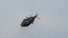 Temnostethus