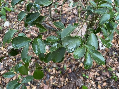 White cinnamon (Maytenus laevigata)