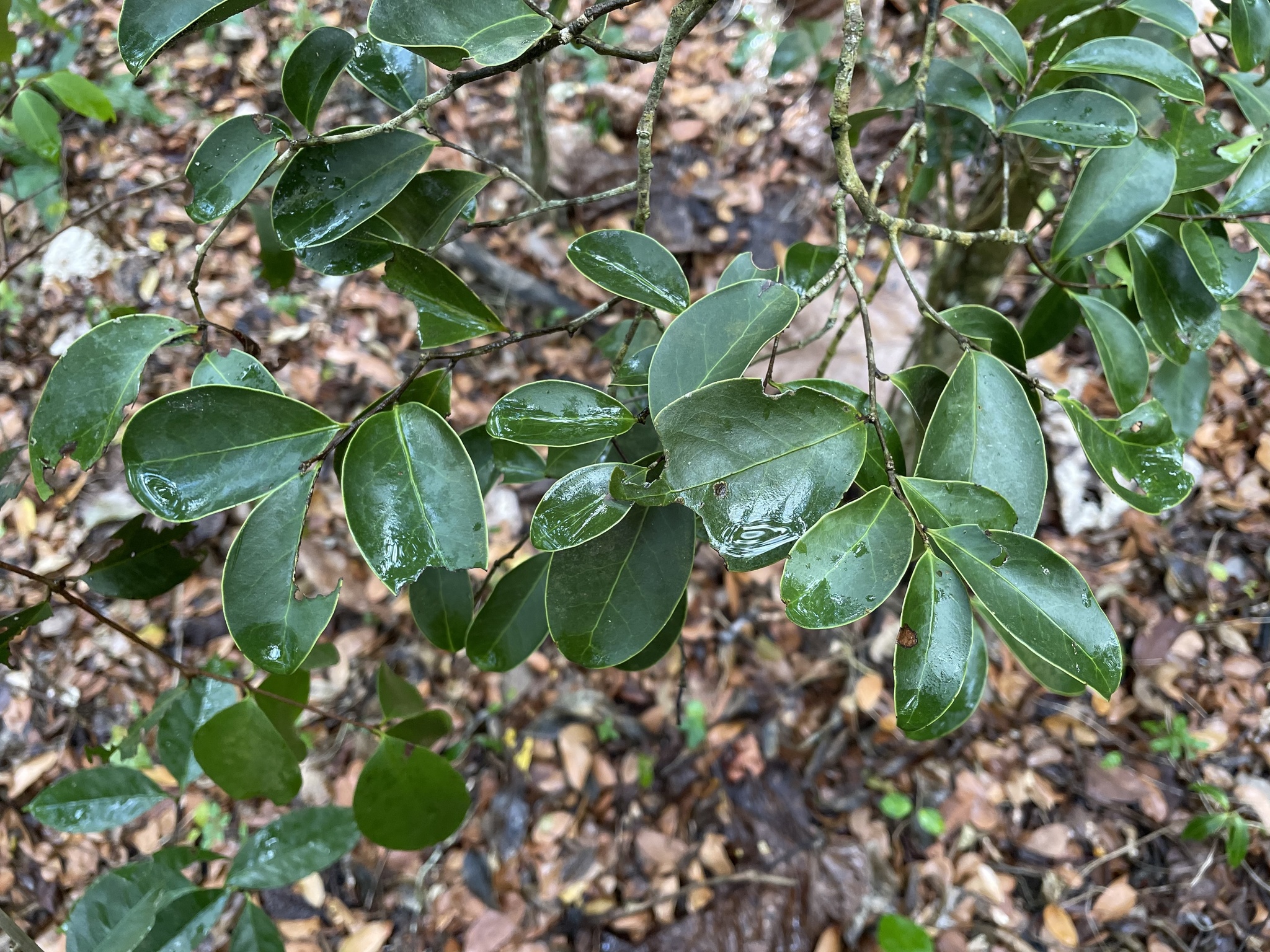 Maytenus laevigata