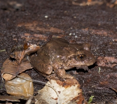 Eupsophus vertebralis