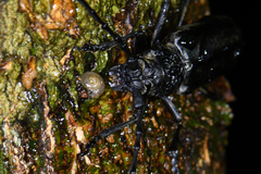 Nadezhdiella cantori