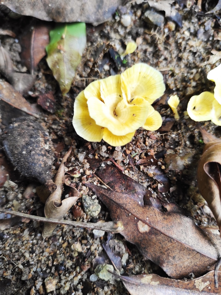 Cotylidia aurantiaca · May 2021 · photo: © diogoluiz (iNaturalist, cc-by)
