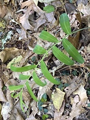 Polygonatum biflorum biflorum