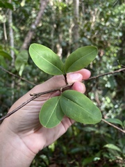 Erythroxylum rufum