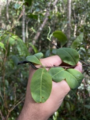 Erythroxylum rufum
