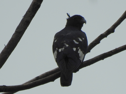 Aviceda leuphotes