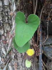 Aristolochia kaempferi