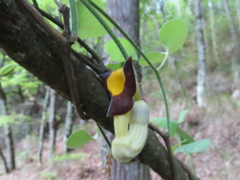 Aristolochia kaempferi