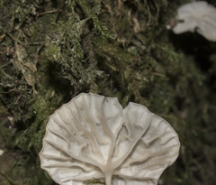Marasmiellus alliiodorus