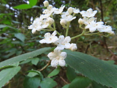 Viburnum erosum