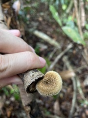 Lentinus berteroi